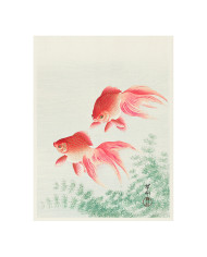 Deux Poissons à Voile